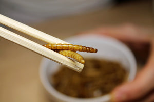 Nutriční složení jedlého hmyzu