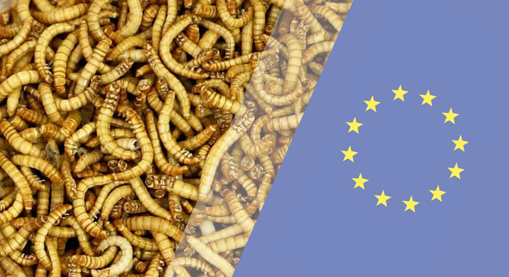 První hmyz schválen jako potravina v EU!